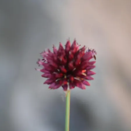 Bed & Breakfast Calandrella Maratea