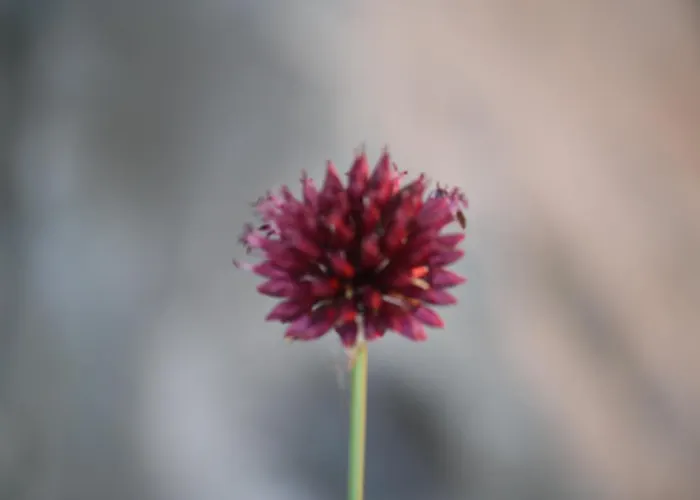 Nocleg ze śniadaniem Calandrella Maratea